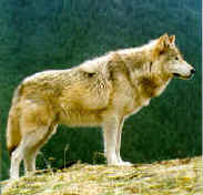 Cliquez sur la photo pour en savoir davantage sur les loups !